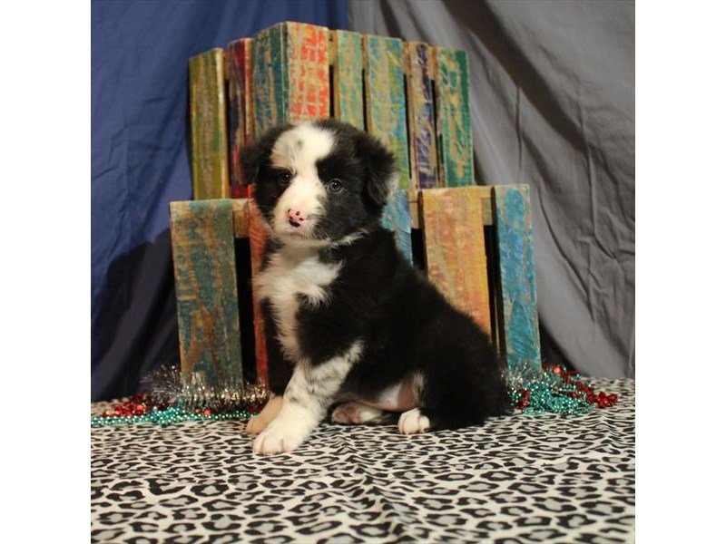 Australian Shep/Border Collie-DOG-Female-Blue Merle-2218572-My Next Puppy