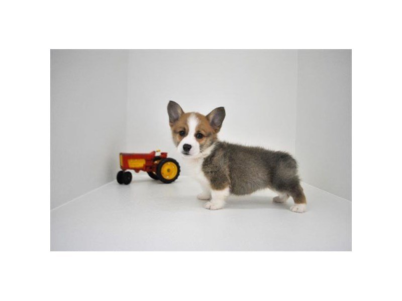 Pembroke Welsh Corgi-DOG-Male-Sable / White-2223656-My Next Puppy