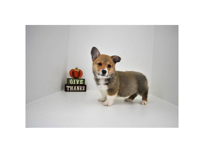 Pembroke Welsh Corgi-DOG-Male-Sable / White-2223657-My Next Puppy