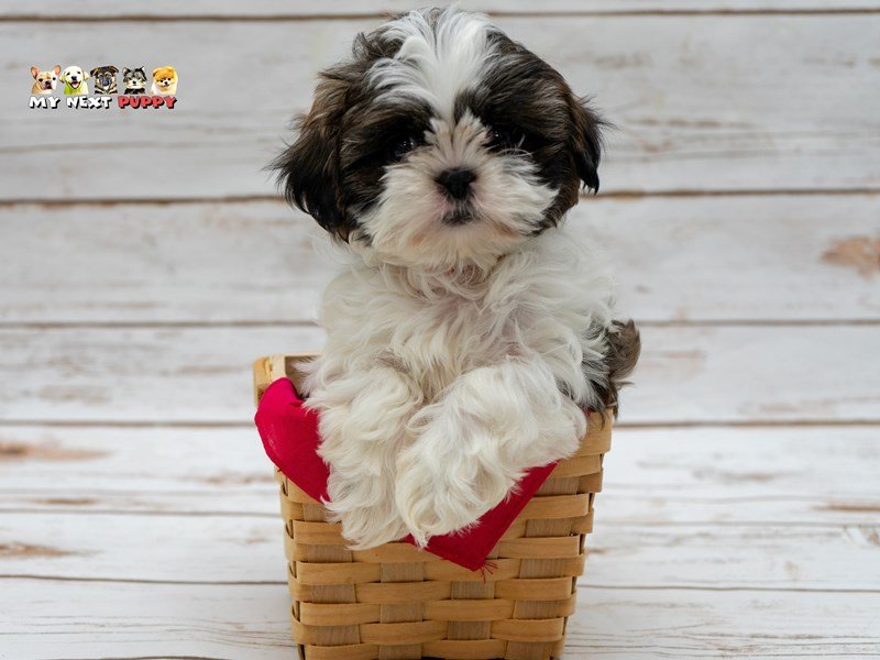 Shih Tzu-DOG-Female-White / Gold-2223649-My Next Puppy
