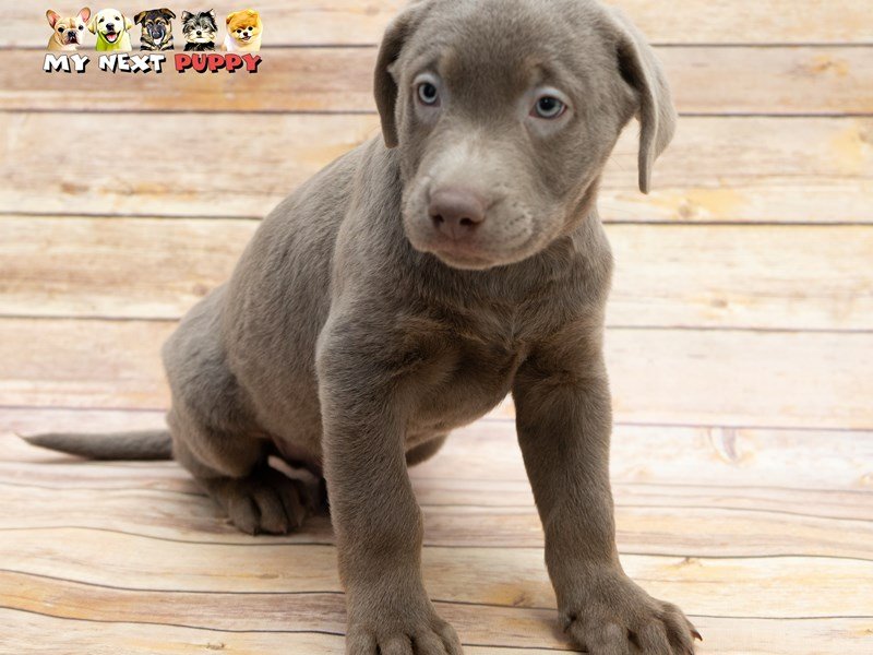 Labrador Retriever-DOG-Male-Silver-2223652-My Next Puppy