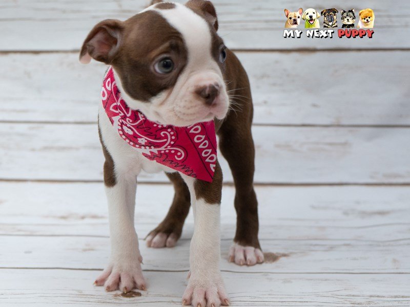 Boston Terrier-DOG-Female-Red / Brindle-2223653-My Next Puppy