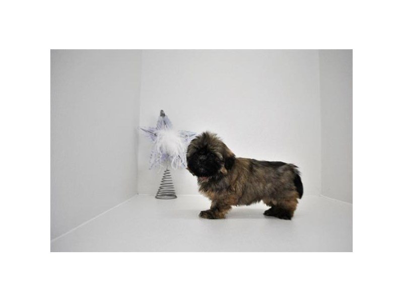 Shih Tzu-DOG-Female-Brindle-2227748-My Next Puppy