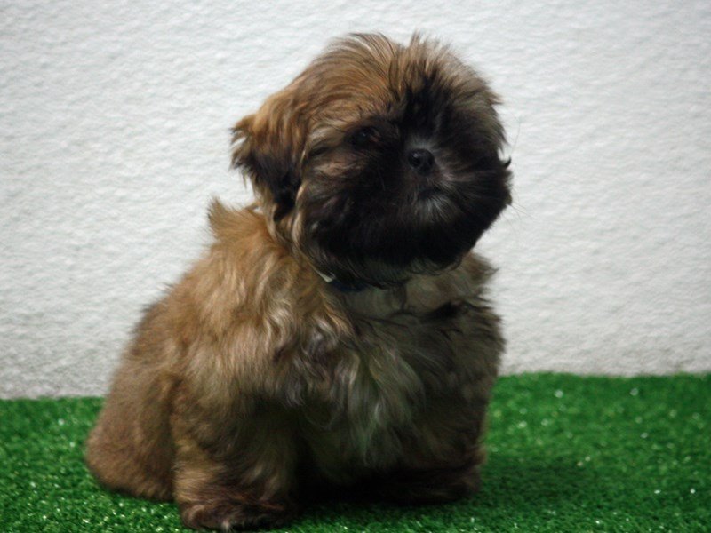 Shih Tzu-DOG-Male-Brindle-2227750-My Next Puppy