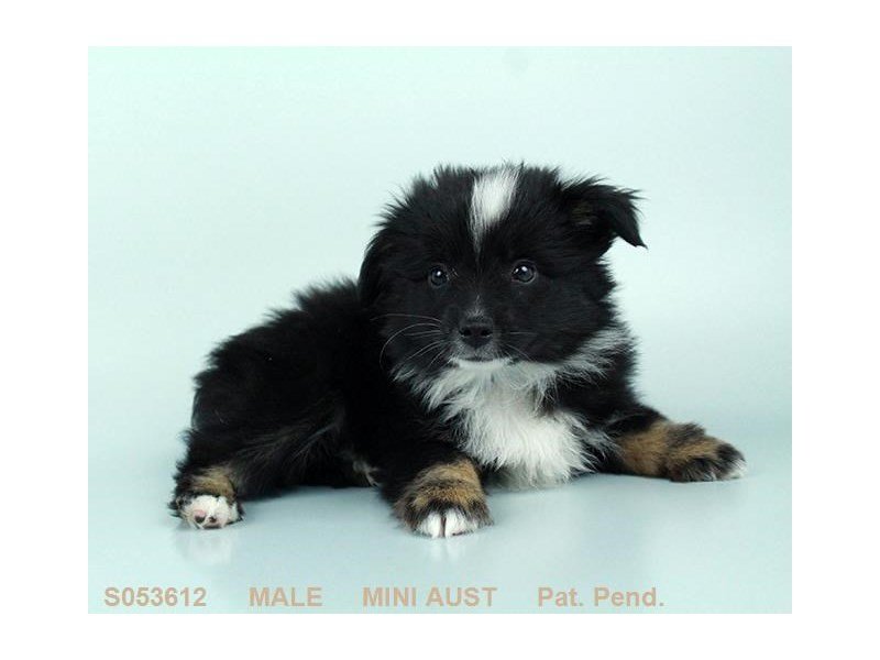 Mini Australian Shepherd-DOG-Male-BLK WH & TN-2232486-My Next Puppy