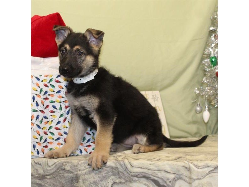 German Shepherd-DOG-Female-Black / Tan-2233889-My Next Puppy