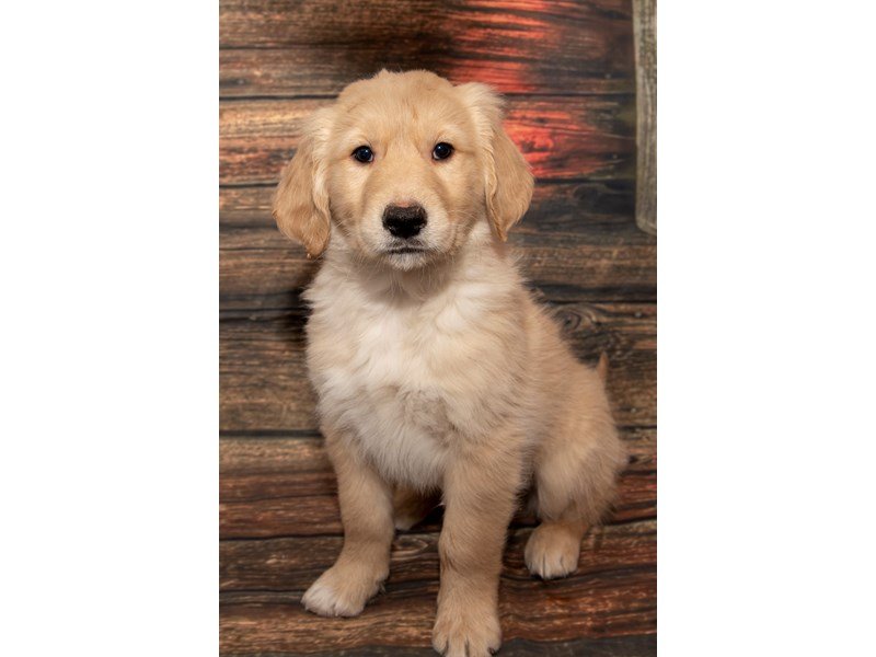 F1 Standard Goldendoodle-DOG-Male-Tan-2235183-My Next Puppy