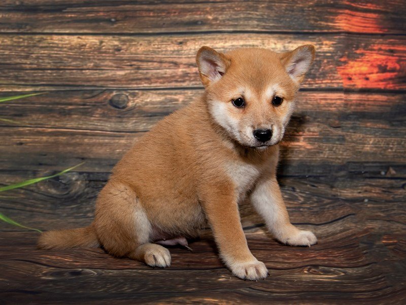 Shiba Inu-DOG-Male-red-2234953-My Next Puppy