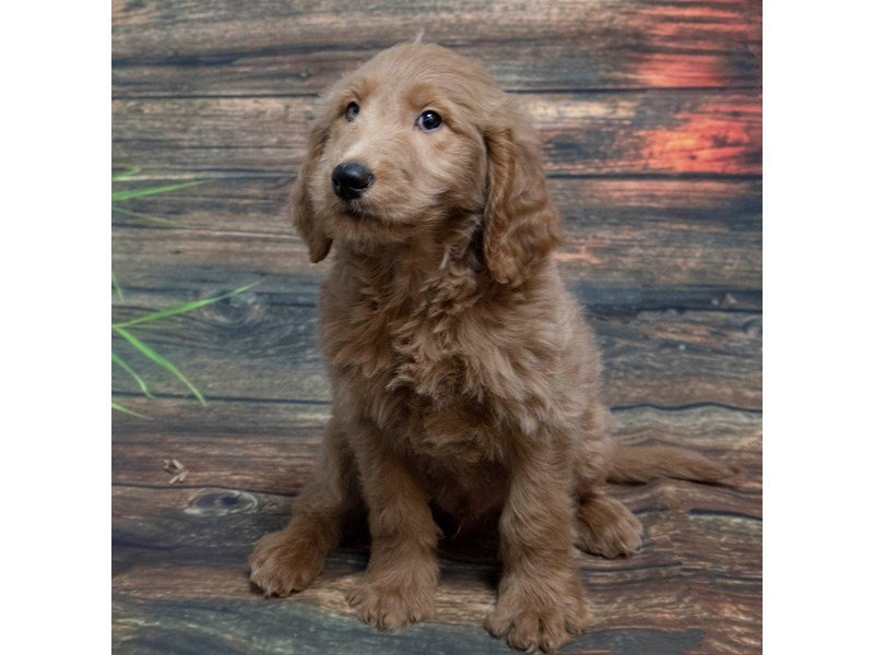 F1 Standard Goldendoodle-DOG-Male-Golden-2235076-My Next Puppy
