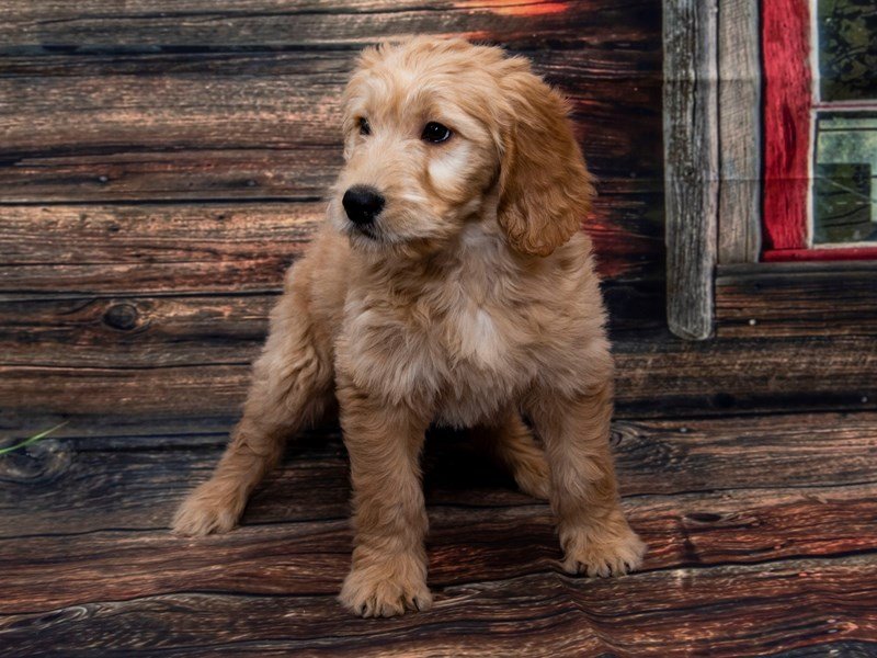F1 Standard Goldendoodle-DOG-Female-Golden-2235085-My Next Puppy