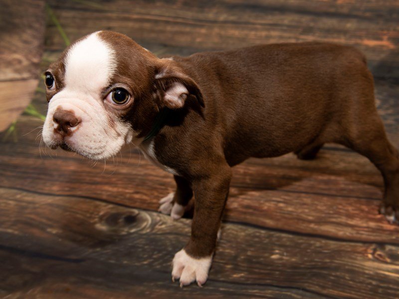 Boston Terrier-DOG-Male-Seal & White-2235017-My Next Puppy