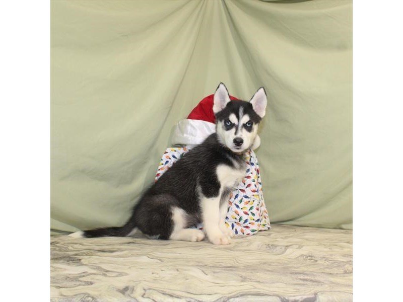 Siberian Husky-DOG-Male-Black / White-2243611-My Next Puppy