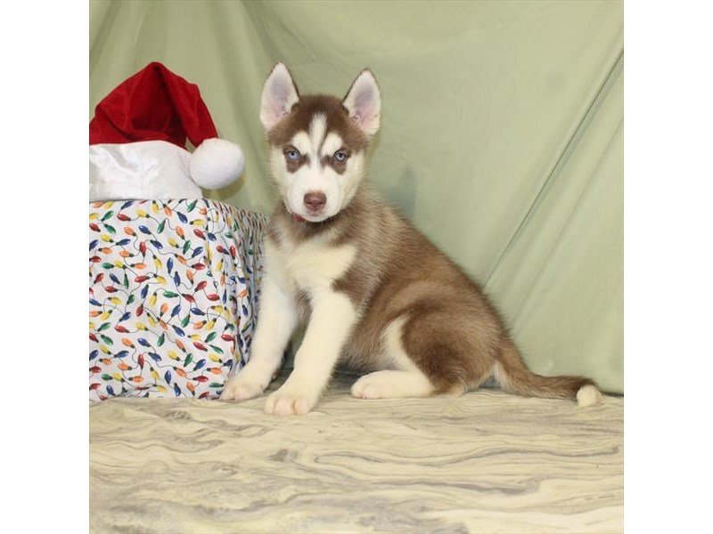 Siberian Husky-DOG-Male-Red / White-2243612-My Next Puppy