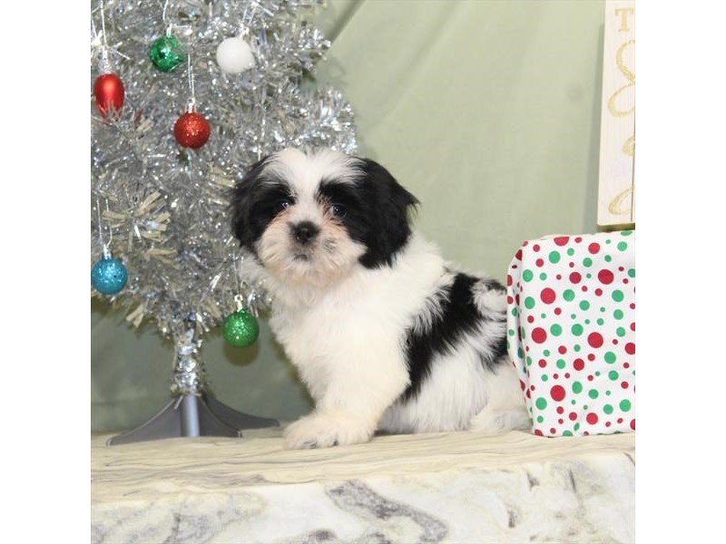 Shih Tzu-DOG-Male-White / Black-2243614-My Next Puppy
