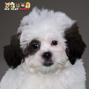 Shih Poo Puppies Ready To Fall In Love