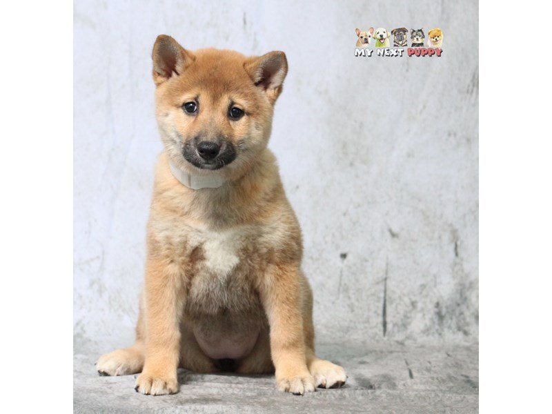 Shiba Inu-DOG-Female-Red & White-2183160-My Next Puppy