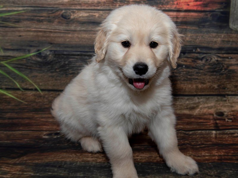 F1 Standard Goldendoodle-DOG-Female-Tan-2235184-My Next Puppy