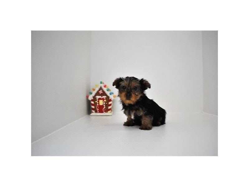 Yorkshire Terrier-DOG-Male-Black / Tan-2243628-My Next Puppy
