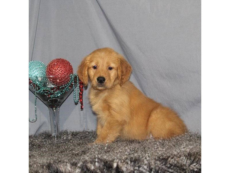 Golden Retriever-DOG-Male-Dark Golden-2248171-My Next Puppy