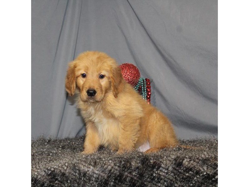 Golden Retriever-DOG-Male-Dark Golden-2248172-My Next Puppy