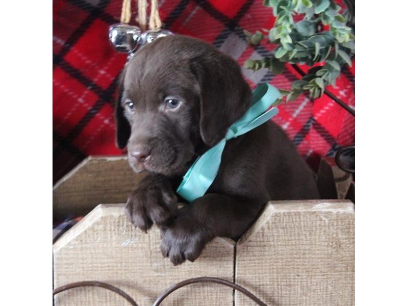 Labrador Retriever-DOG-Male-Chocolate-2248355-My Next Puppy