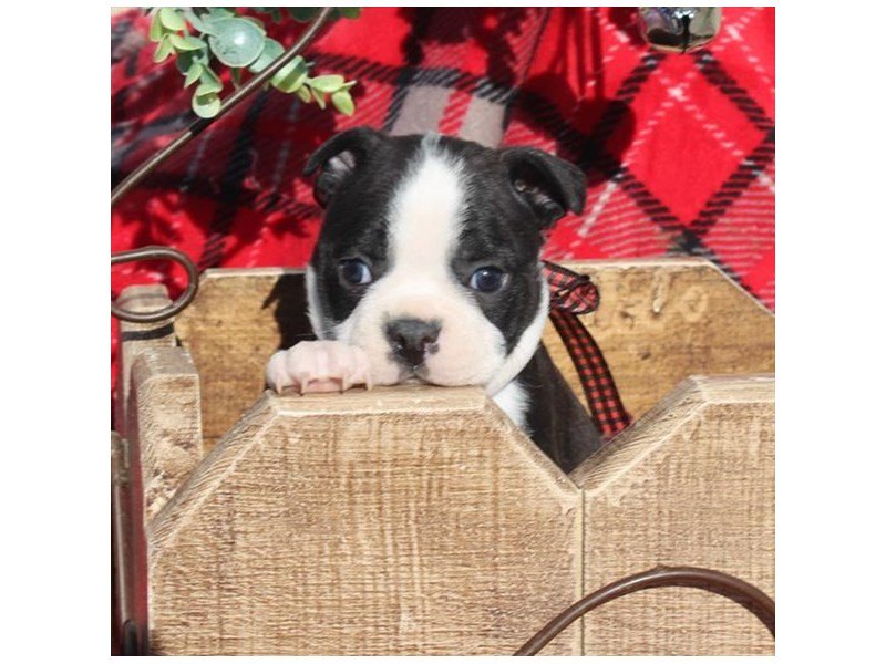 Boston Terrier – Zoey
