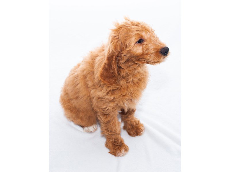 Golden Retriever/Poodle-DOG-Female-Golden-2250813-My Next Puppy