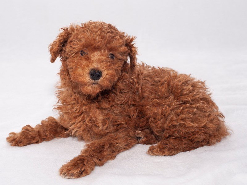 Miniature Poodle – Cedric