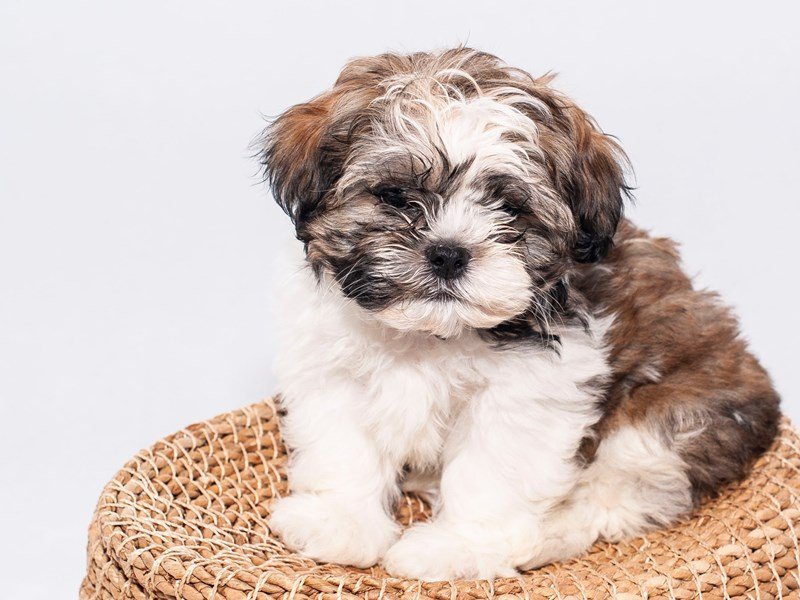 Shih Tzu-DOG-Male-Brindle-White-2250794-My Next Puppy
