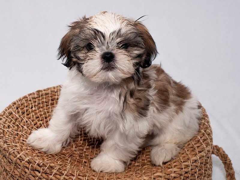 Shih Tzu-DOG-Female-Tan/White-2250755-My Next Puppy