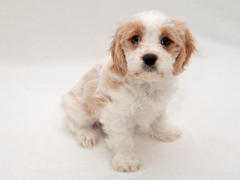 Cavachon-DOG-Female-tan-white-2255665-My Next Puppy