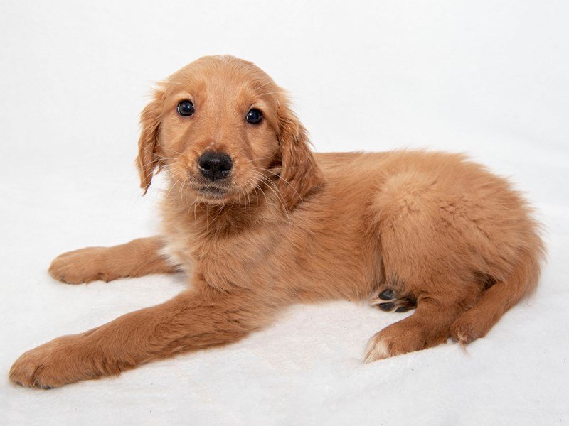 Golden Retriever-DOG-Female-Dark Golden-2255269-My Next Puppy