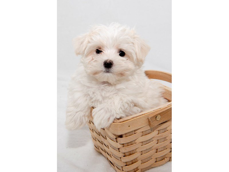 Maltese-DOG-Female-white-2255677-My Next Puppy