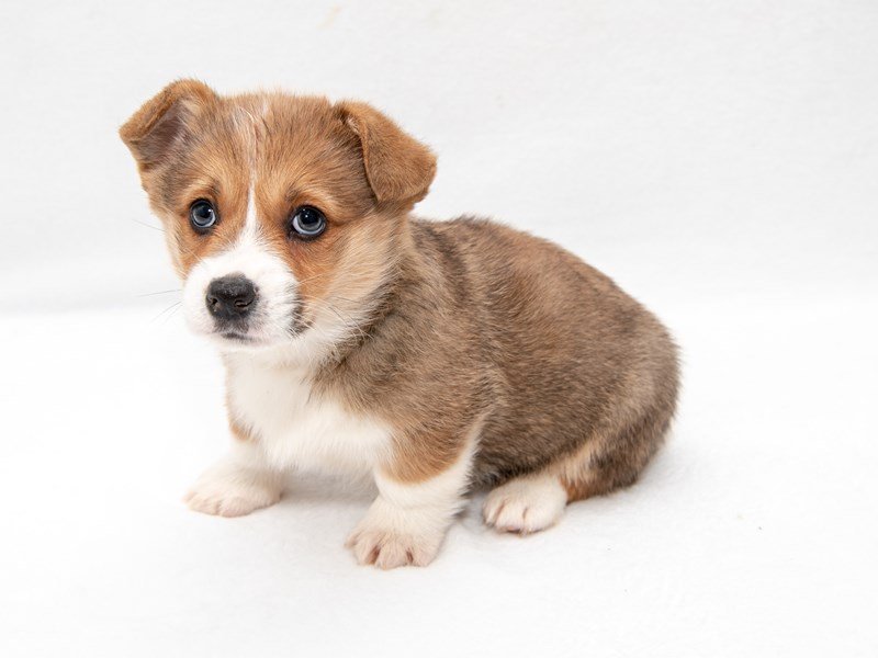Pembroke Welsh Corgi-DOG-Male-Red Merle-2260683-My Next Puppy