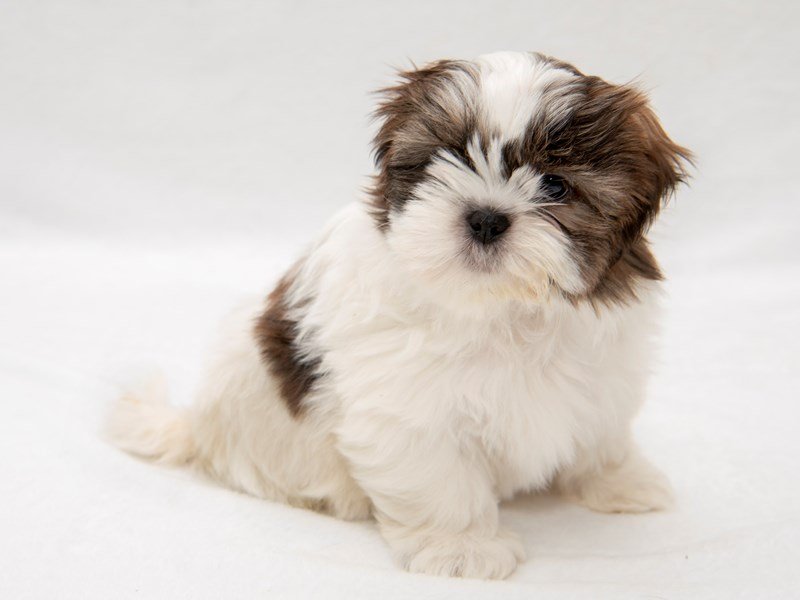 Shih Tzu-DOG-Female-Sable/White-2260951-My Next Puppy