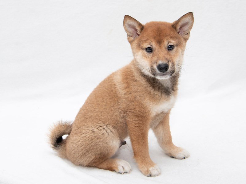 Shiba Inu-DOG-Male-Red-2261851-My Next Puppy