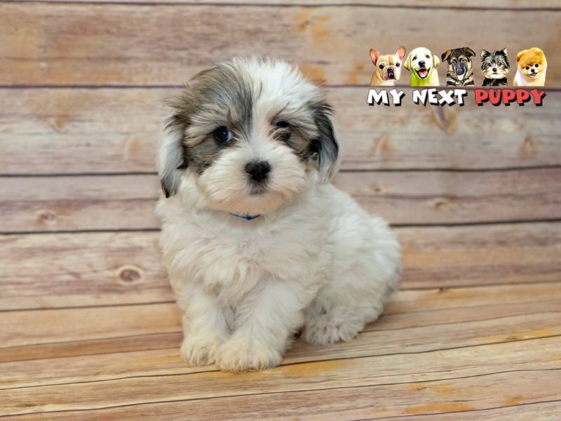 havanese