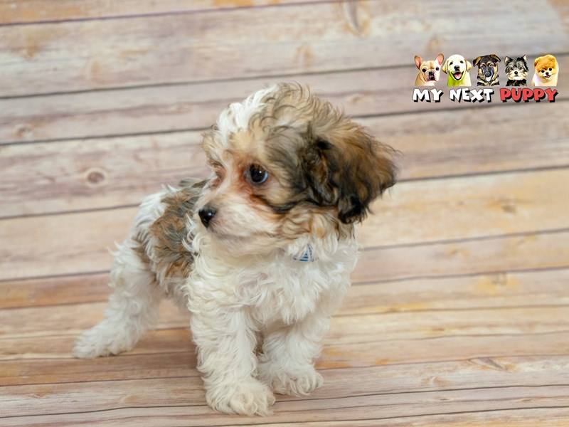 havanese