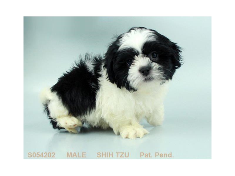 Shih Tzu-DOG-Male-BLK & WH-2242669-My Next Puppy