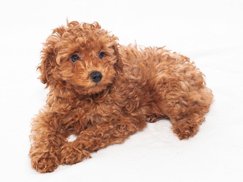 Miniature Poodle-DOG-Female-Red/White-2250788-My Next Puppy