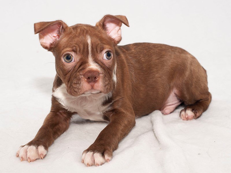 Boston Terrier-DOG-Male-Red/White-2251177-My Next Puppy