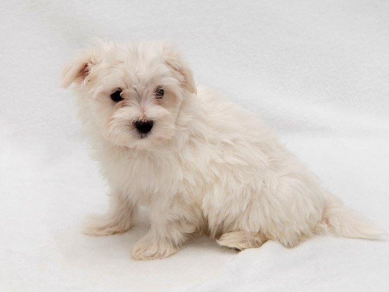 Maltese-DOG-Male-White-2255648-My Next Puppy