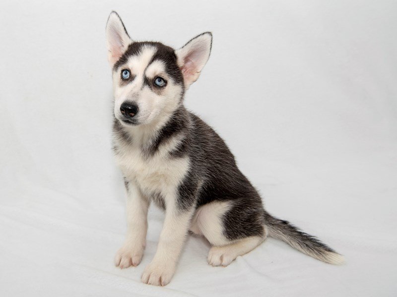 Siberian Husky-DOG-Female-BLK & WH-2253324-My Next Puppy