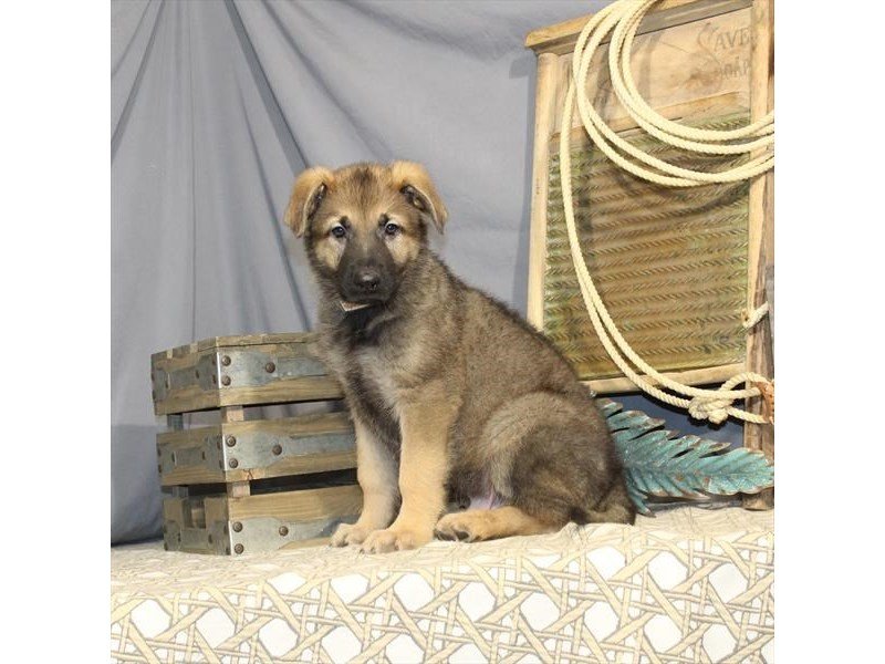German Shepherd Dog-DOG-Male-Red Sable-2265366-My Next Puppy