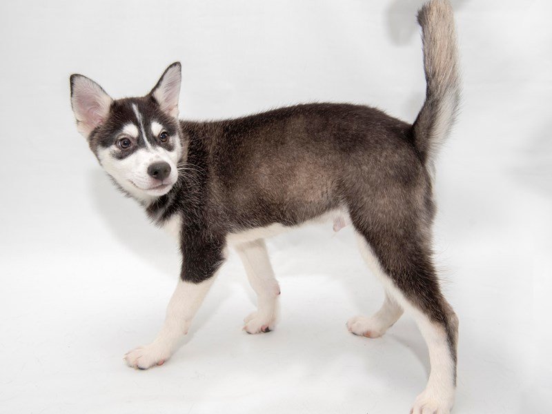 Alaskan Klee Kai-DOG-Male-Black / White-2280852-My Next Puppy