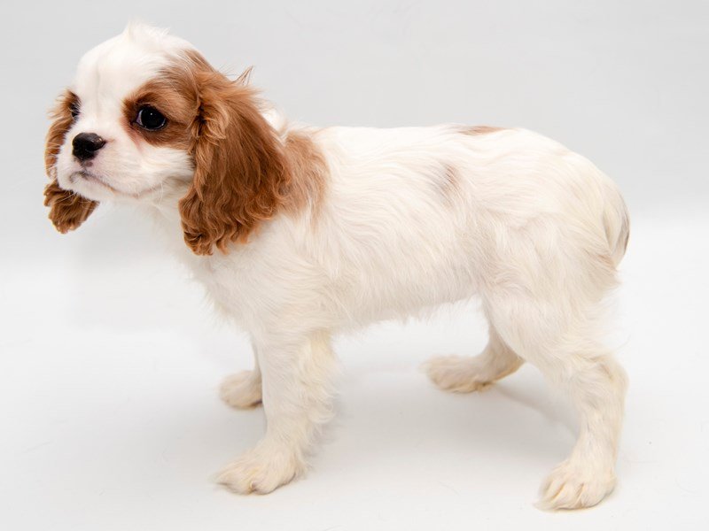 Cavalier King Charles Spaniel-DOG-Female-Blenheim / White-2280819-My Next Puppy