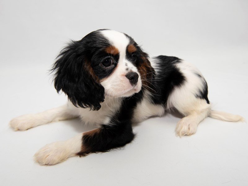 Cavalier King Charles Spaniel-DOG-Male-Black / Tan-2280820-My Next Puppy