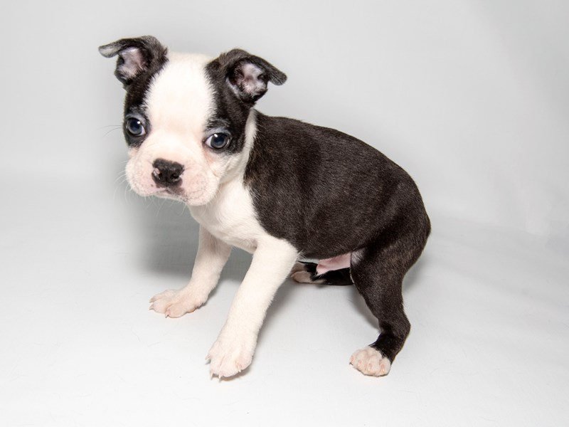 Boston Terrier-DOG-Male-Black Brindle / White-2280850-My Next Puppy