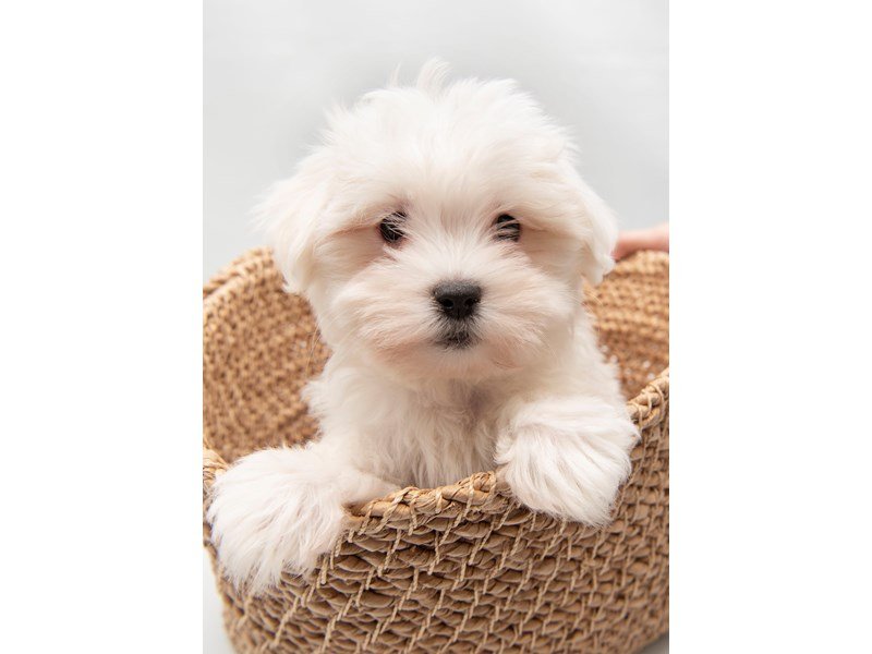 Maltese-DOG-Male-White-2280853-My Next Puppy