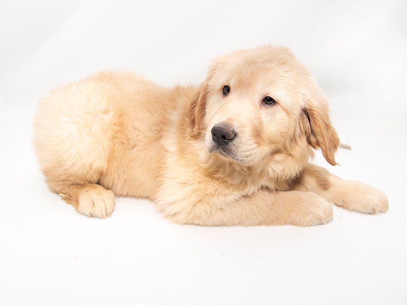Golden Retriever-DOG-Male-Golden-2286288-My Next Puppy